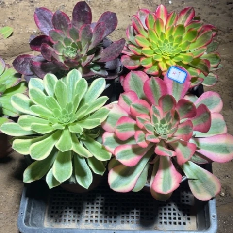 047多肉植物组合