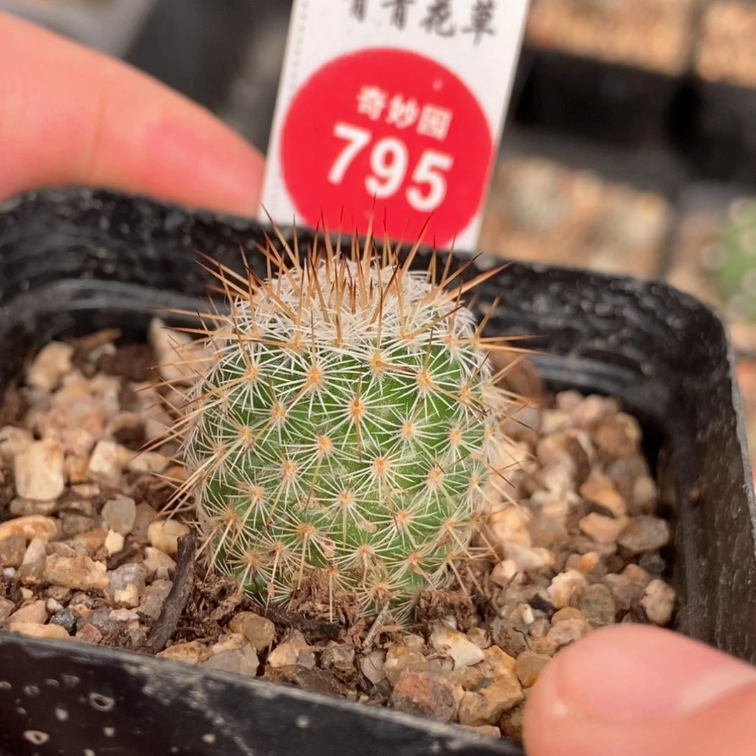 实生特长刺梦黄金一棵2.3cm