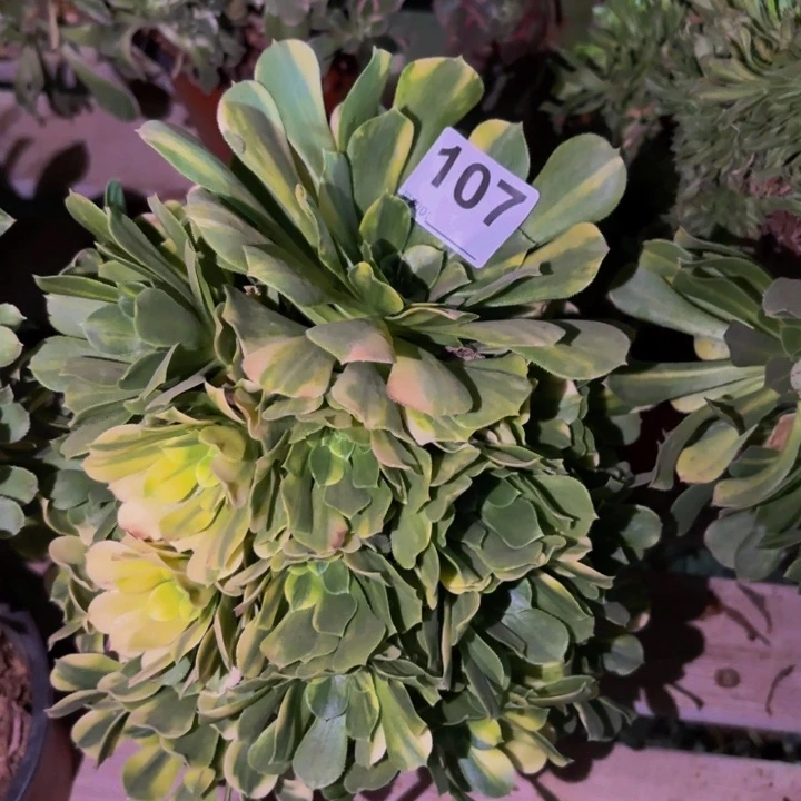 107七彩多肉植物不售后