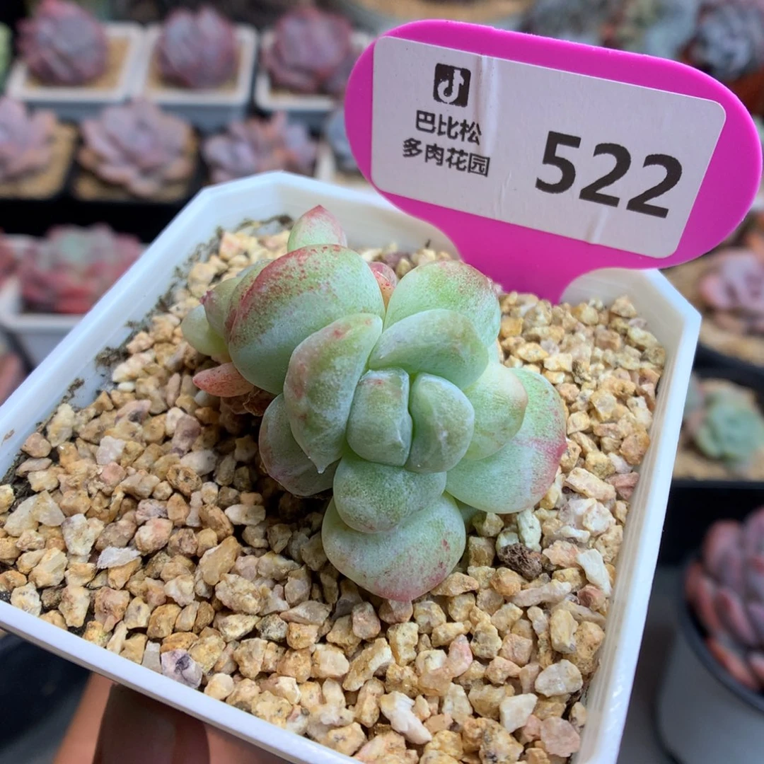 522双头冰玉石化多肉植物