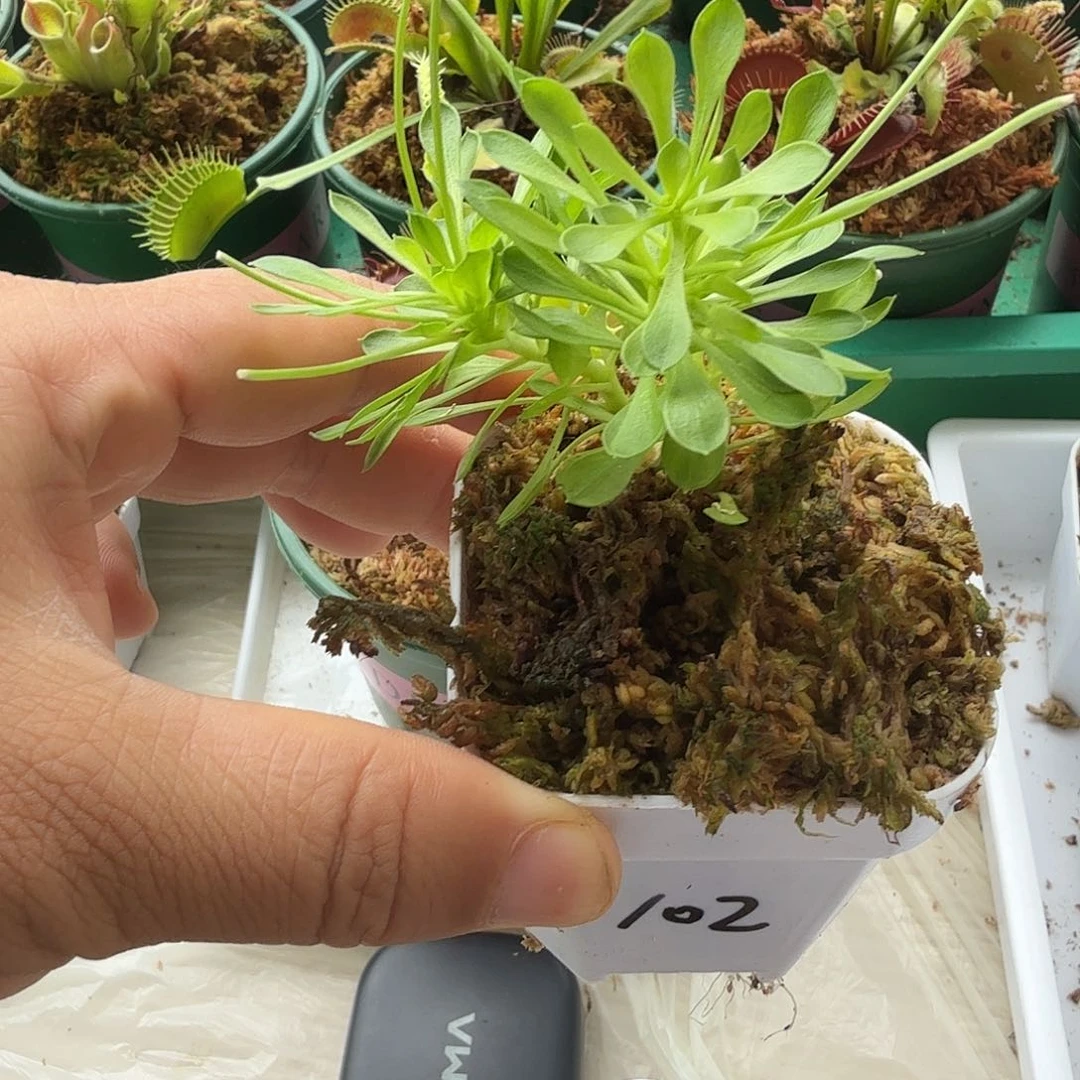 无花朵0102花柱草