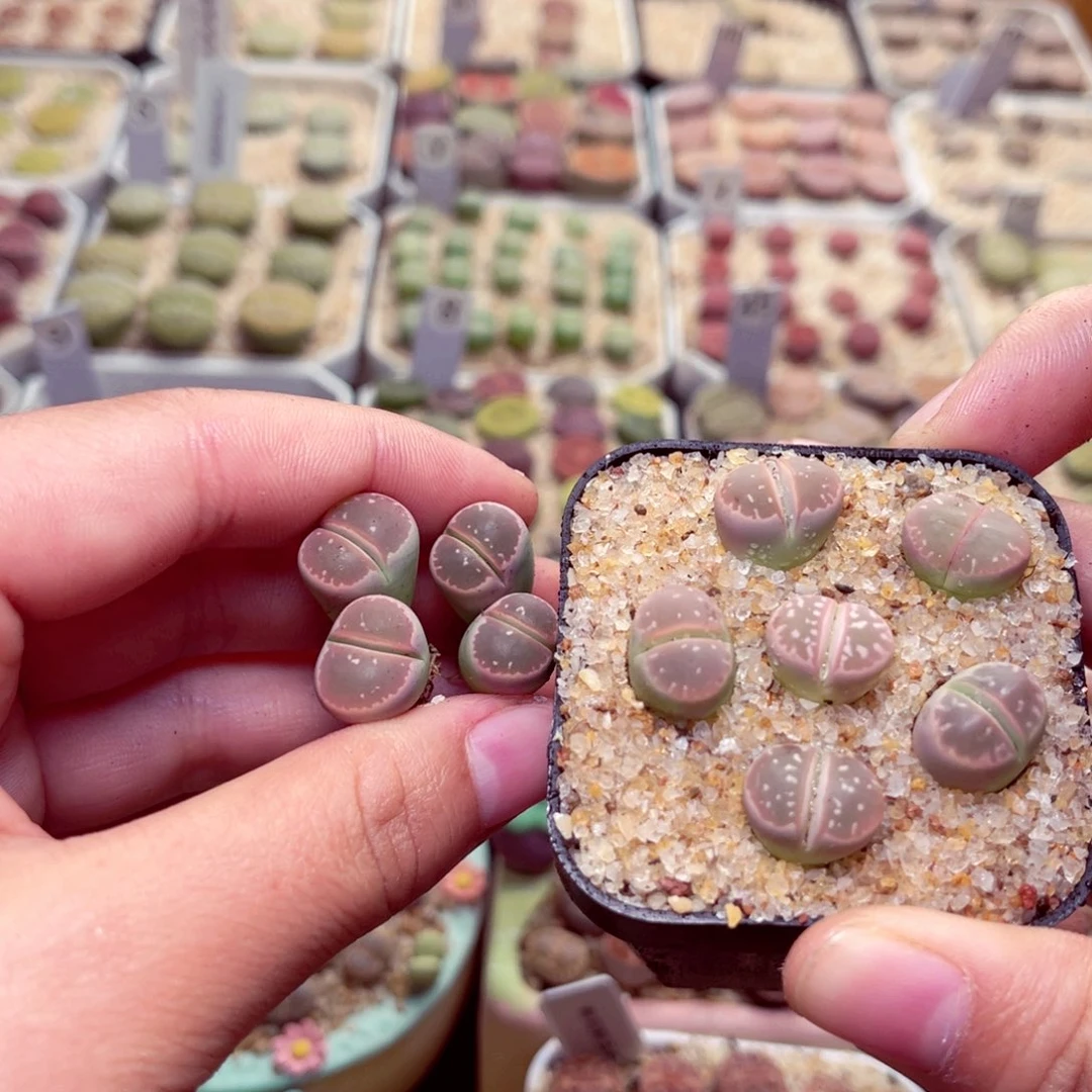 命***运366号带盆包邮发货