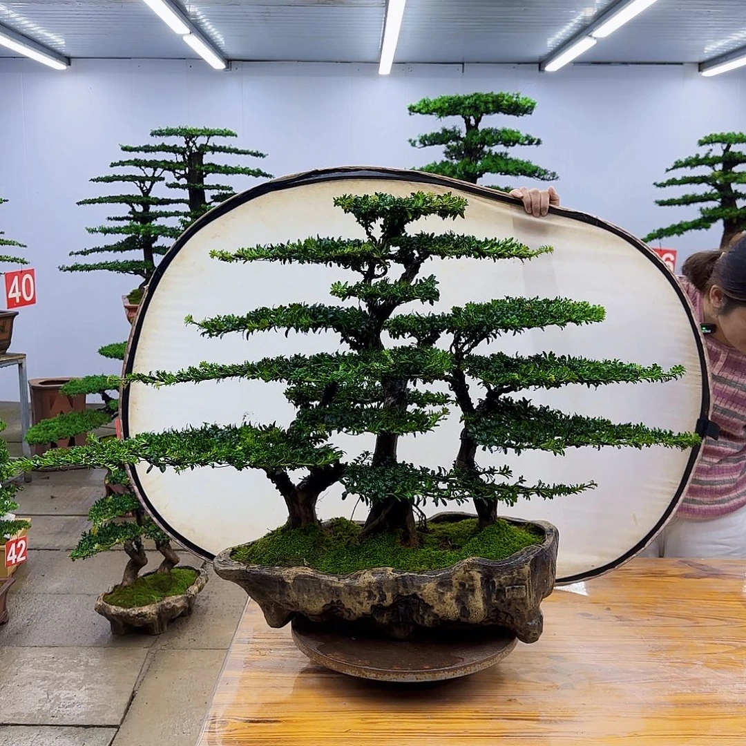 无花朵盆景直播间一物一拍