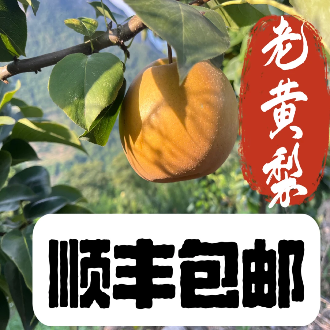 高山老黄梨梨子新鲜现摘清甜多汁梨子