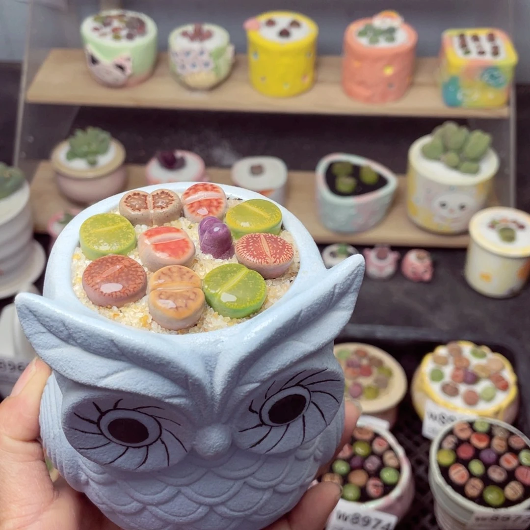 w8979 带盆土发货-零下地区拍保温箱