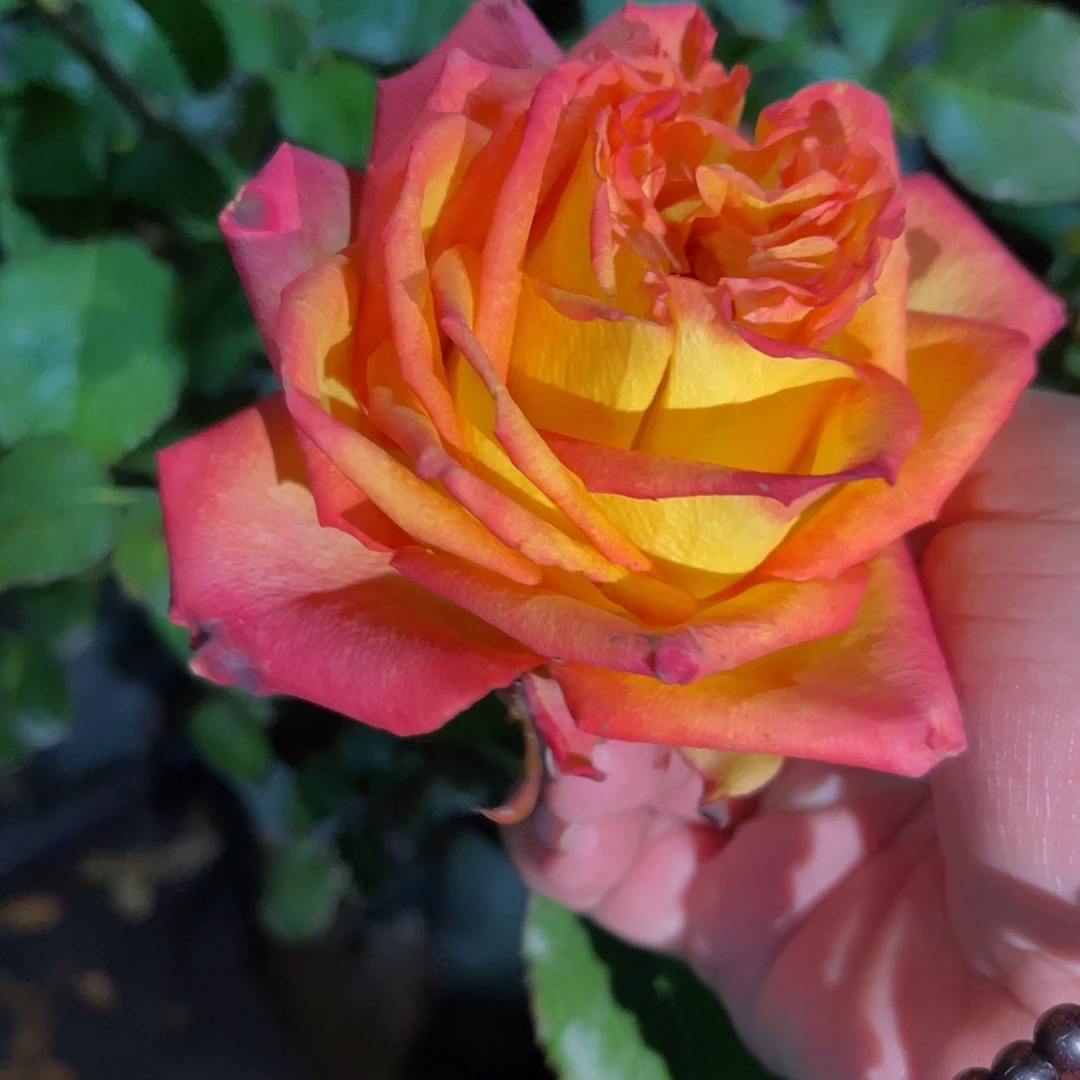 无花朵——-博克里亚 福利款