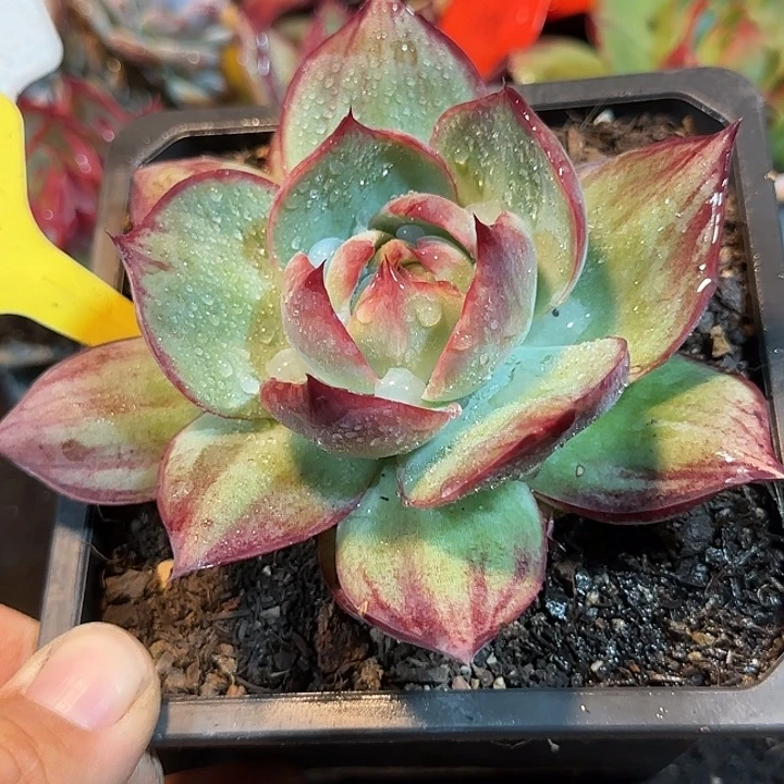 A****惊鸿一物一拍包装收缩花旱452