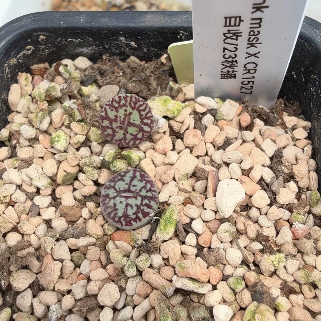 W***eCr1527 wtt 6-18-L6