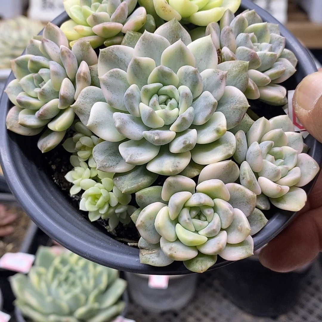 22156 粉布偶锦自然群