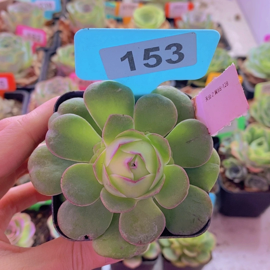 紫***花山地玫瑰一物一拍会员福利10012月153