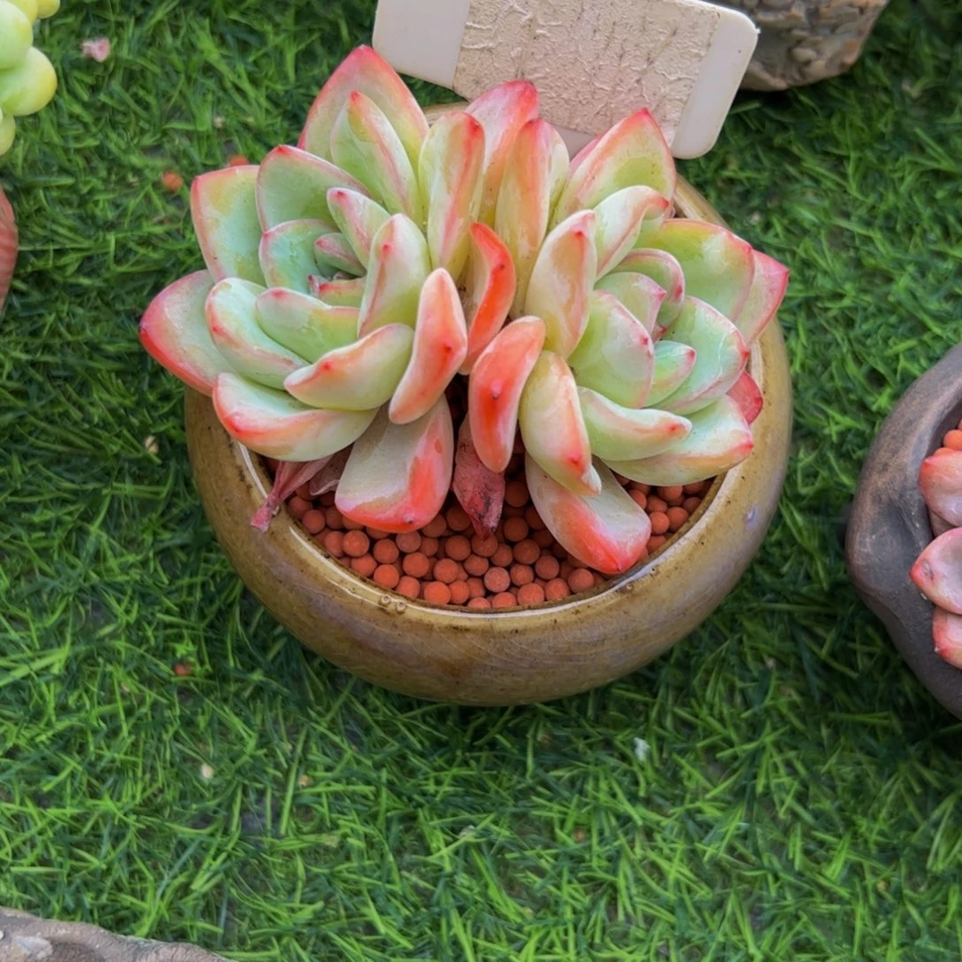 往***风双头泡芙多肉植物