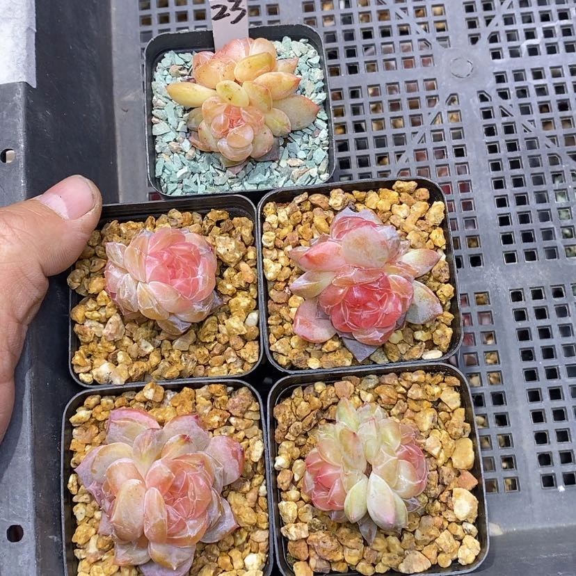 【闪购商品】瓷**寻23一筐5颗溏心