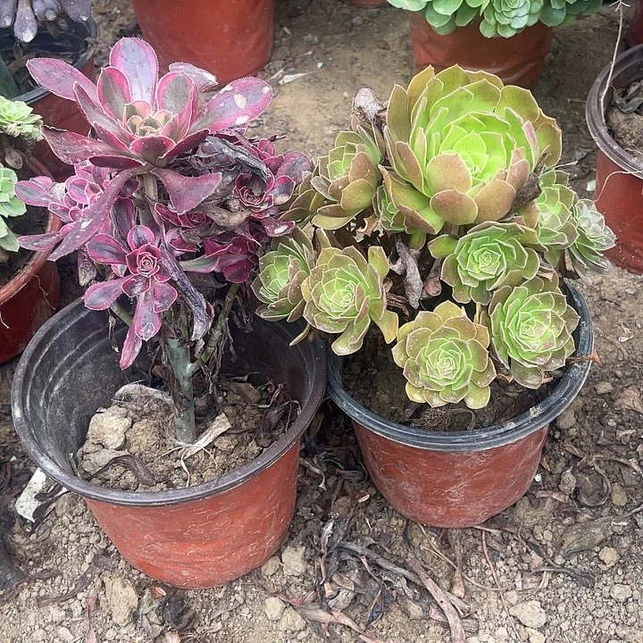 2棵玫瑰玫瑰玫瑰玫瑰