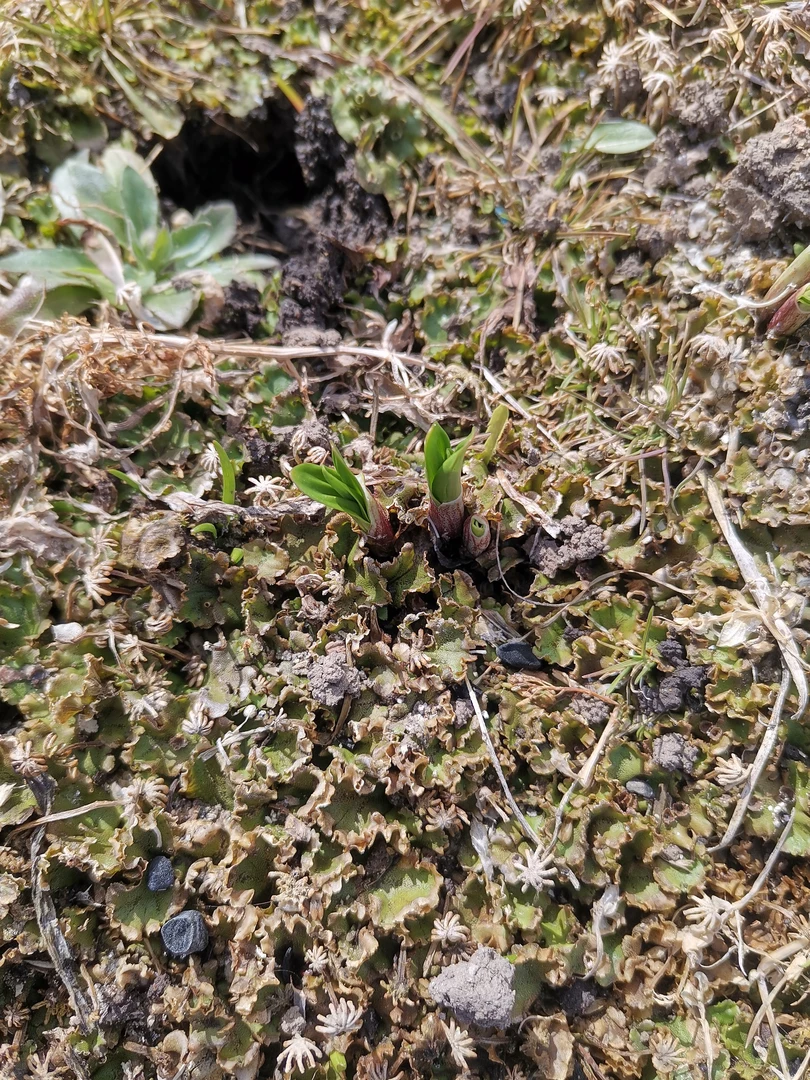 东北细山葱苗28棵