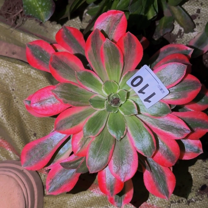 110女妖多肉植物不售后