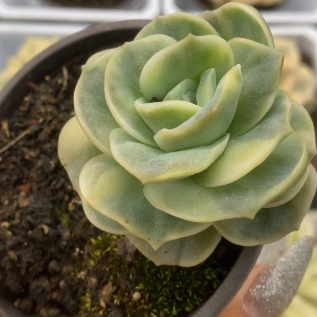 144可爱玫瑰锦锦锦锦锦锦锦