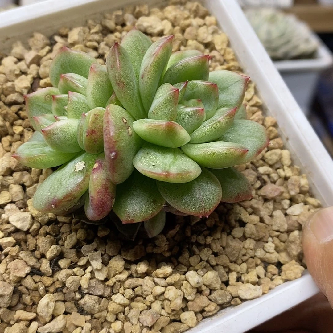 2494 紫玉锦双头