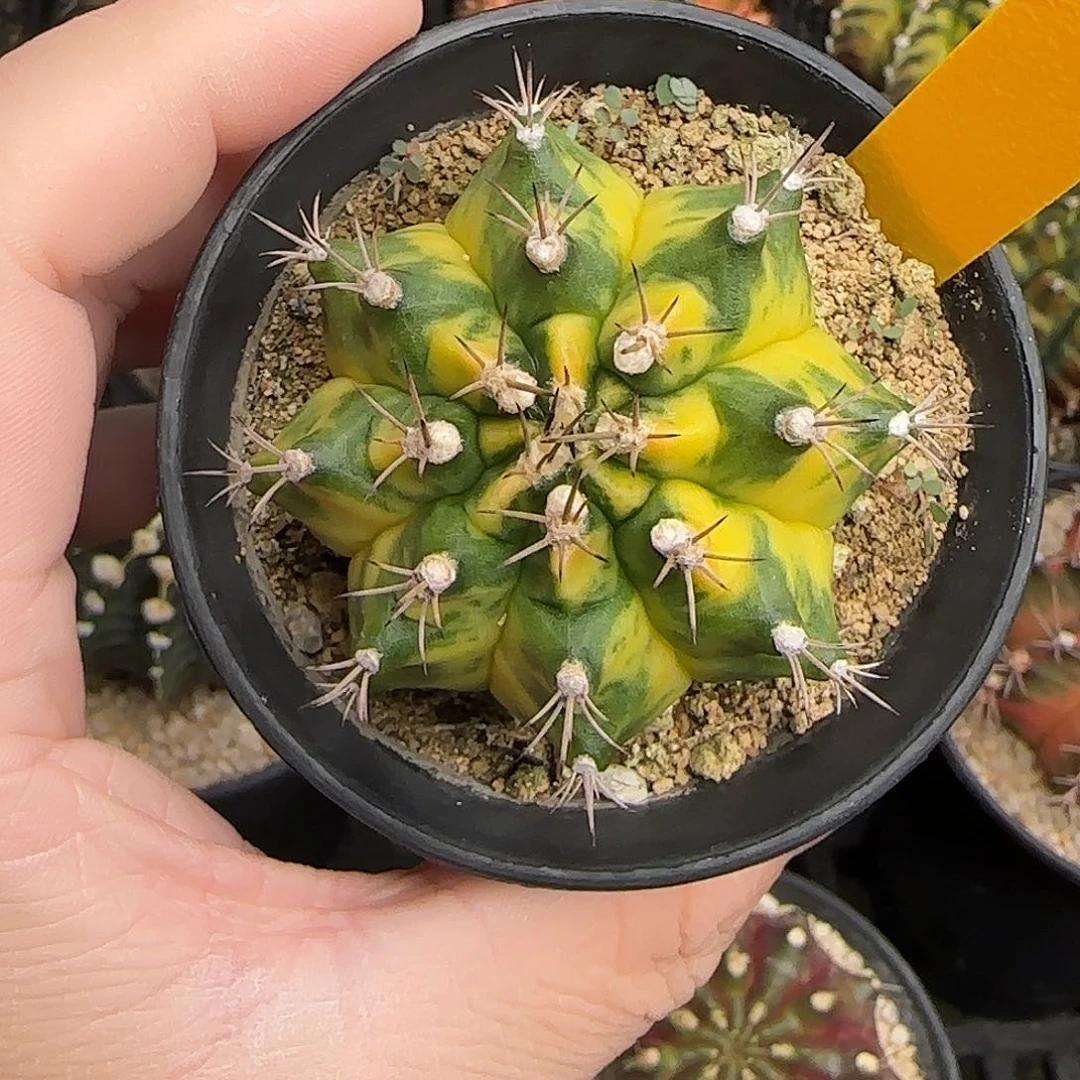 N40-1227泰国米哈月兔