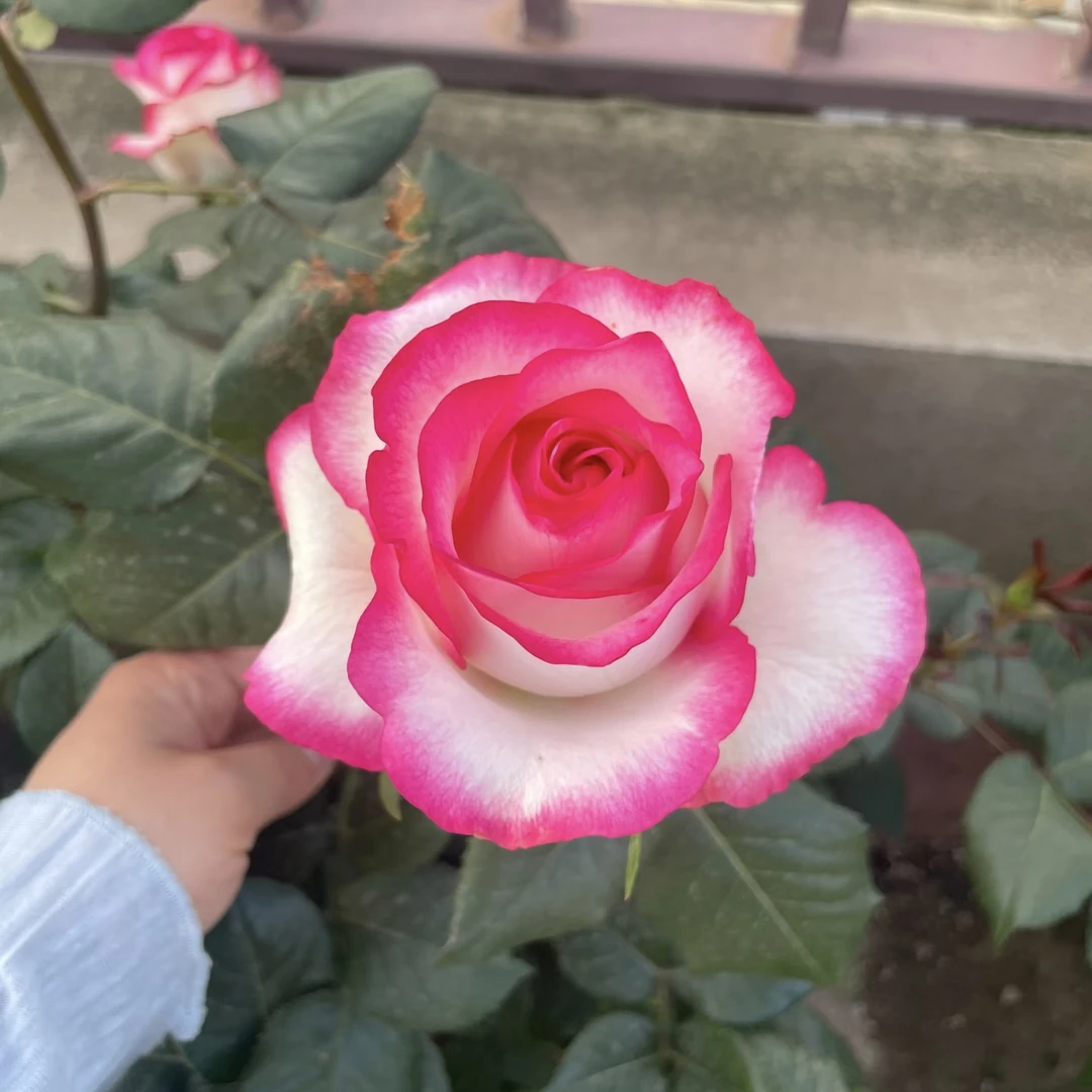 艾莎切花月季根接苗