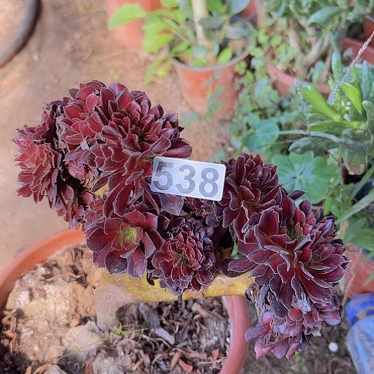 ****️多肉植物一个有伤没售后