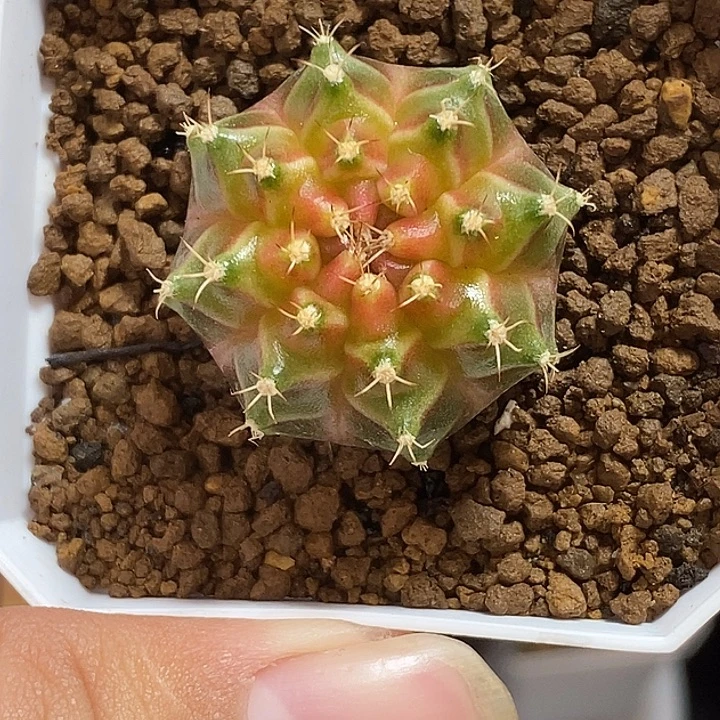 泰系轮回—带盆土发货12