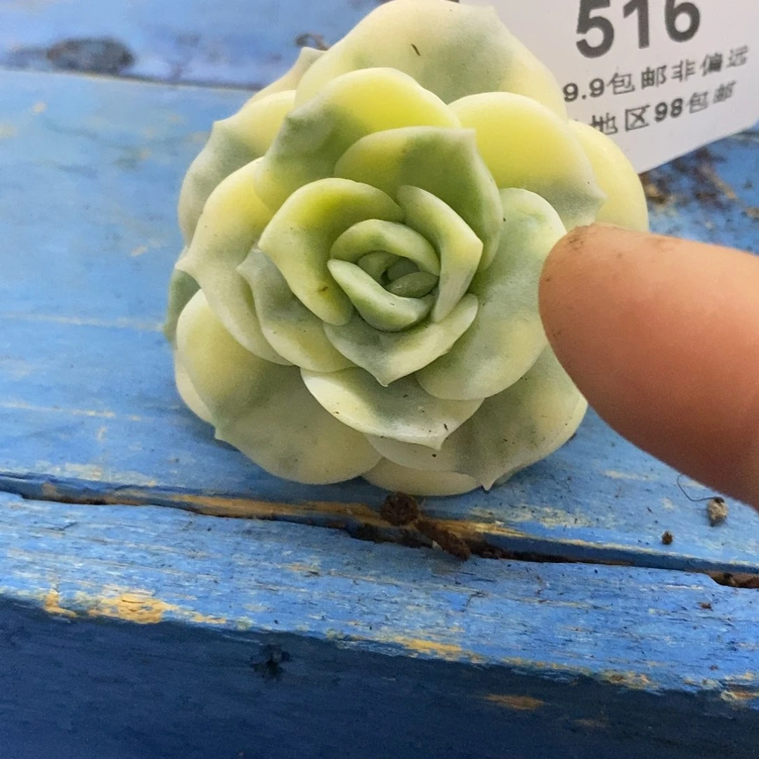 516可爱玫瑰覆轮锦炸多肉植物