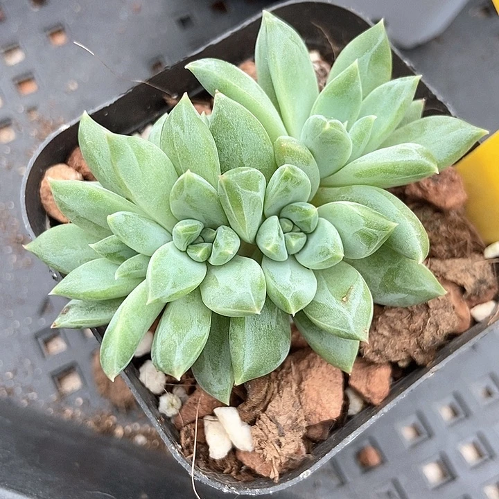 多肉植物牵手裙821多肉