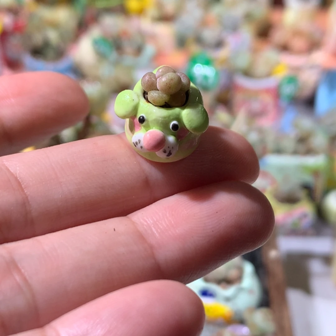 韩国奶酪带盆发货