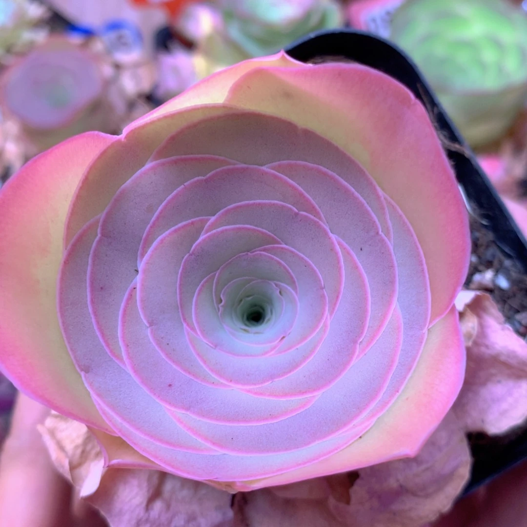 耗****柔一物一拍夕颜888