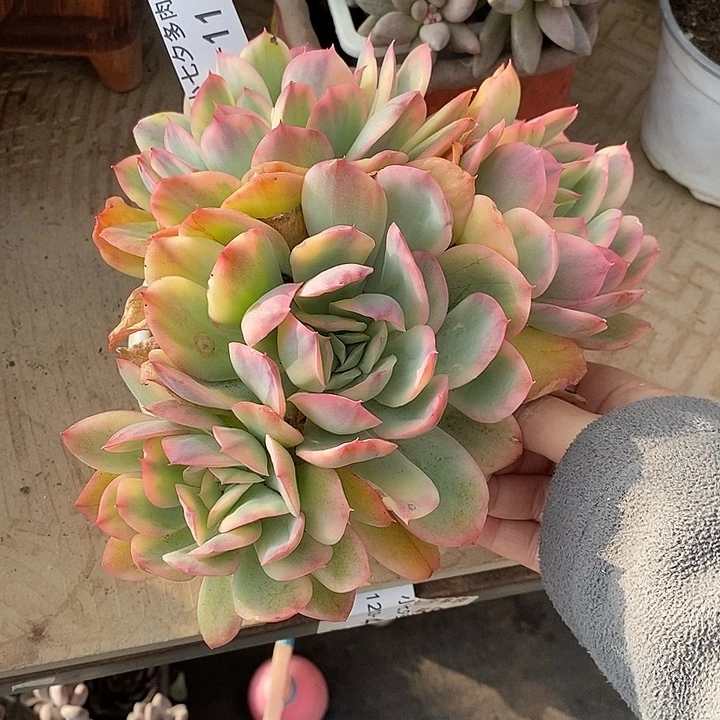 小七夕多肉绮罗锦11