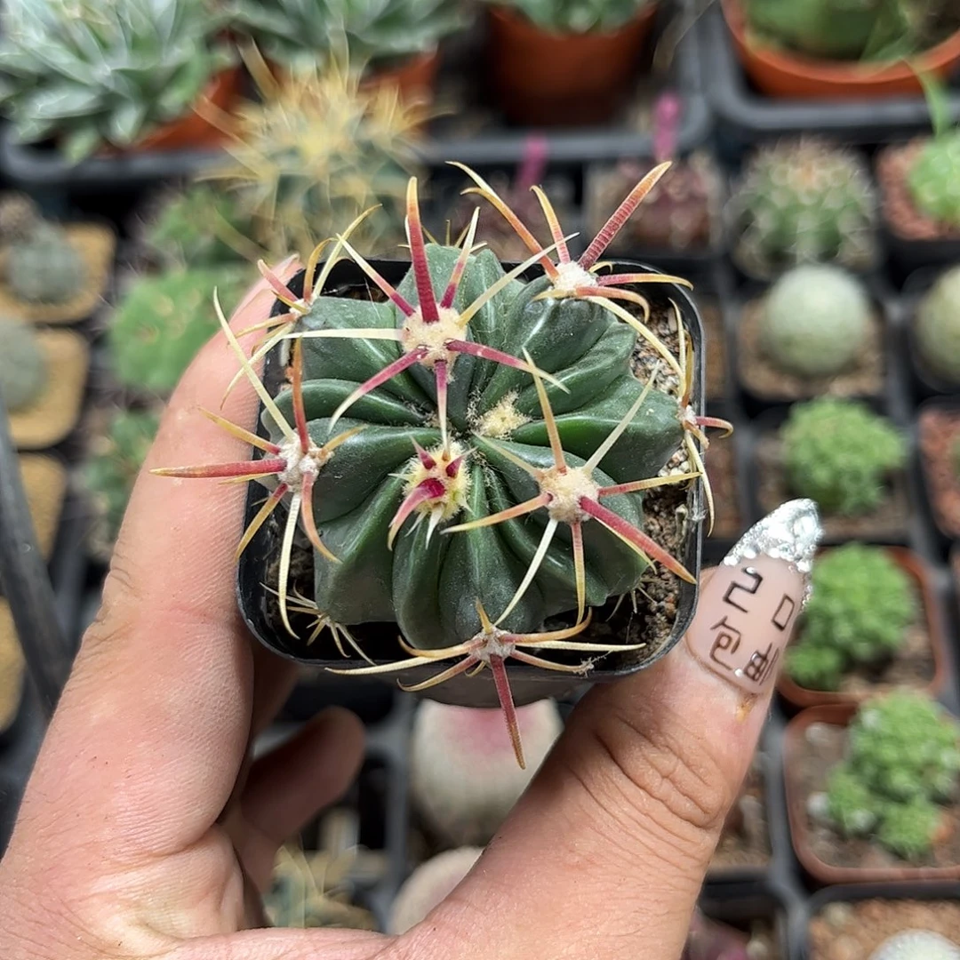 宽刺日出单头发货有根发货