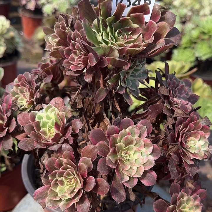 0348同花顺多肉法师