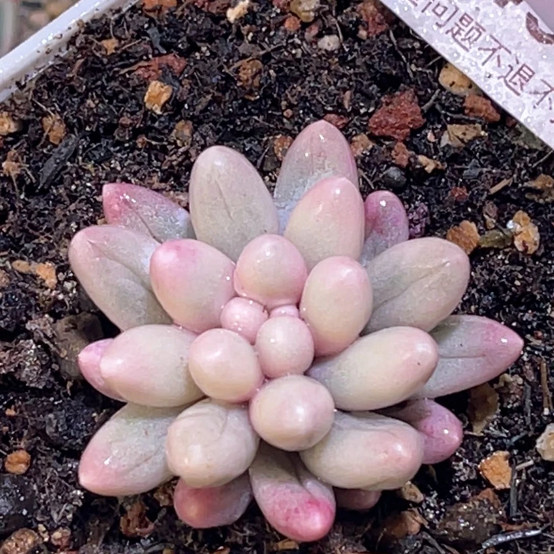 多肉特价婴儿手指锦7049