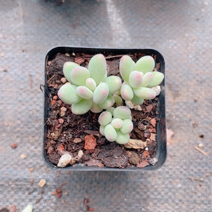 蜜***糖215 三日月 带陶瓷盆发货 满28包邮