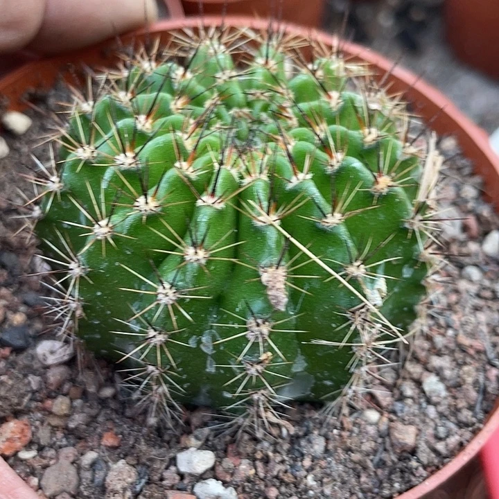 206号实生彩草带盆土