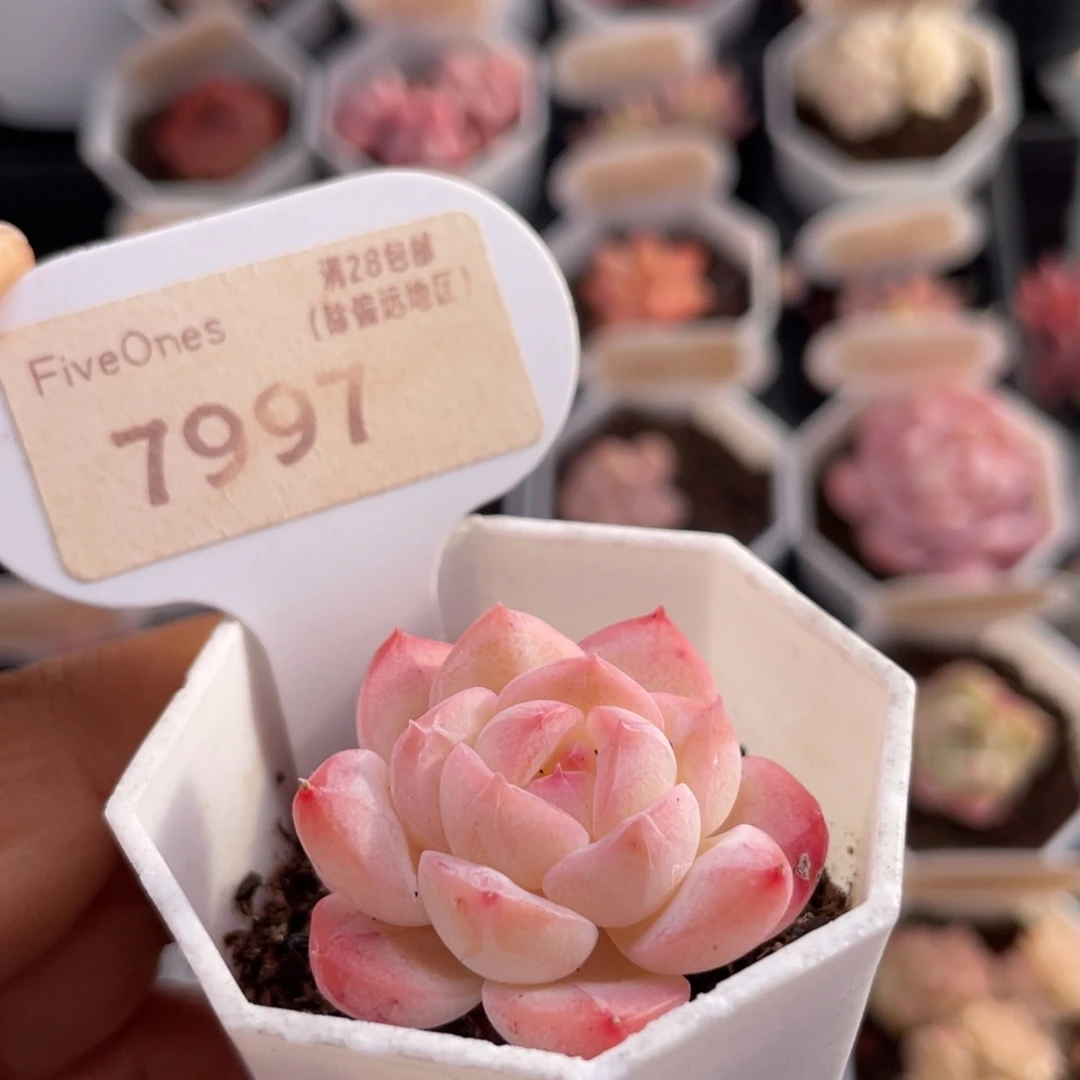 小美梦7997-3.5厘米