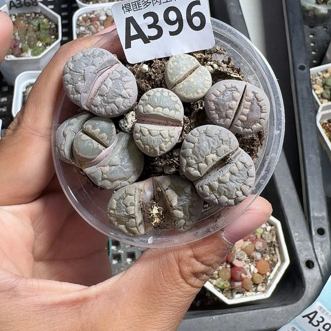 396多肉植物多肉植物