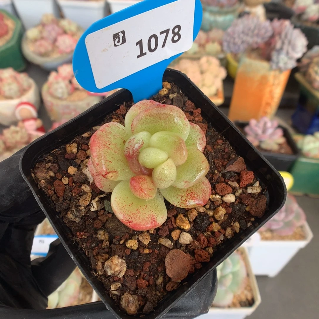 1078 彩锦冰玉石化