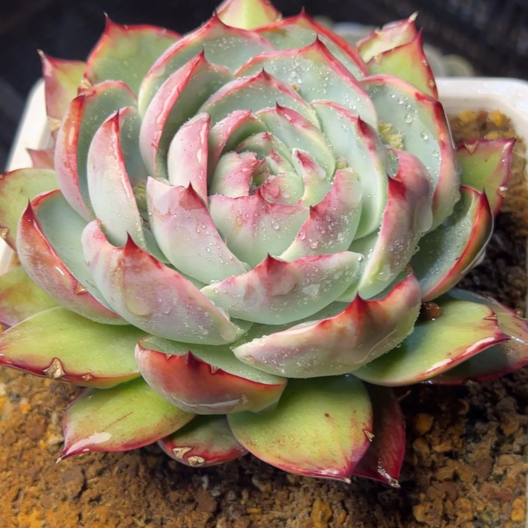 【闪购商品】惊鸿仙子多肉29.8