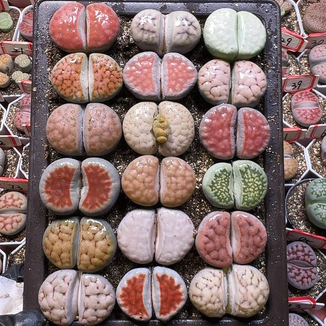 小***間生石花111111。   127