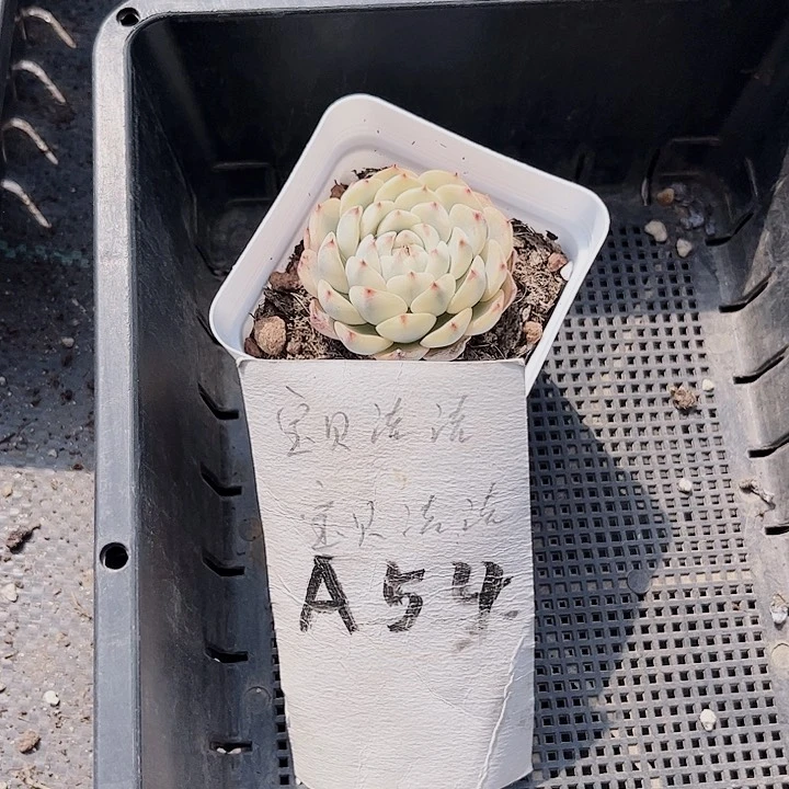 冰***?54密密麻麻密密麻麻吗