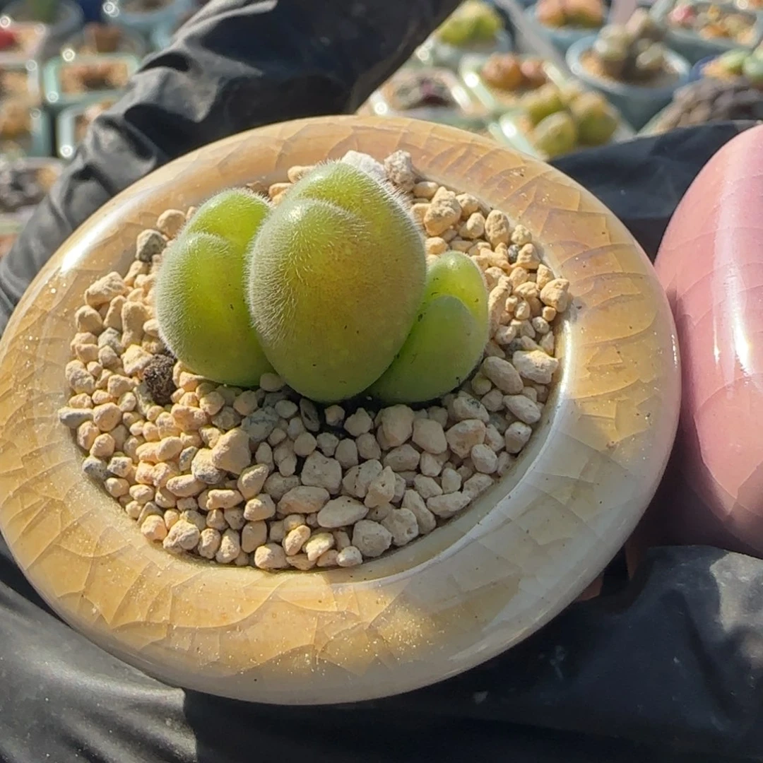 3763--一物一拍 带盆