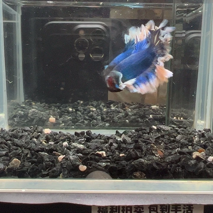 斗鱼竞拍跑单拉黑9日7