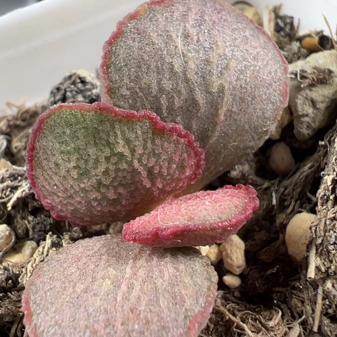w妖姬磨砂蛋多肉植物水泡