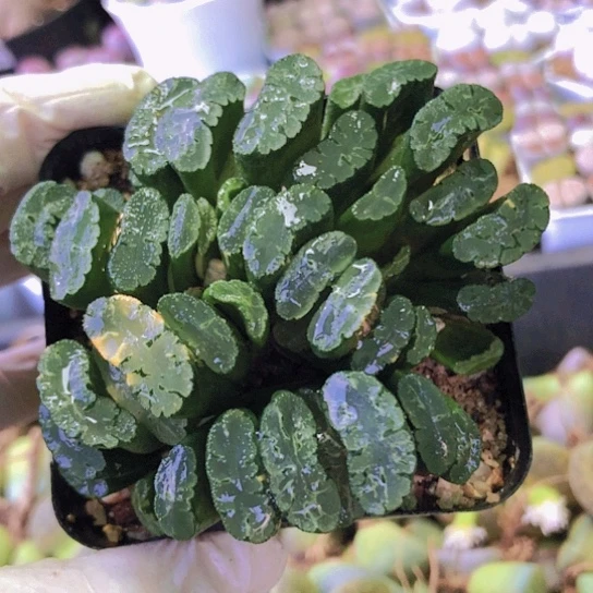 无花朵1410，北斋玉扇群少量拉丝锦