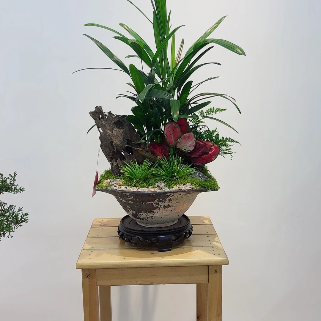 无花朵高端艺术盆景一物一拍