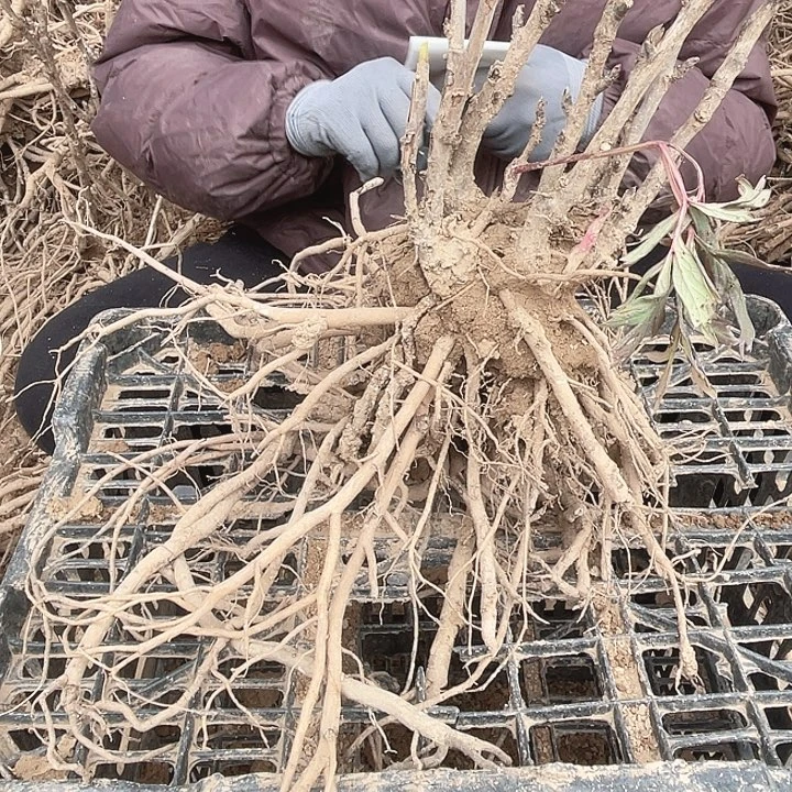 完全开放牡丹花开