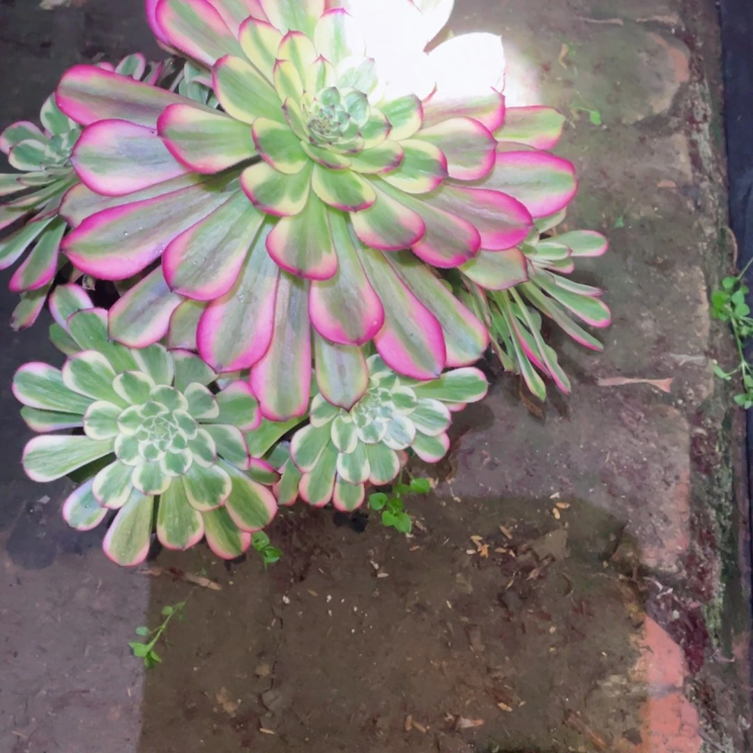 多肉植物舞天姬737