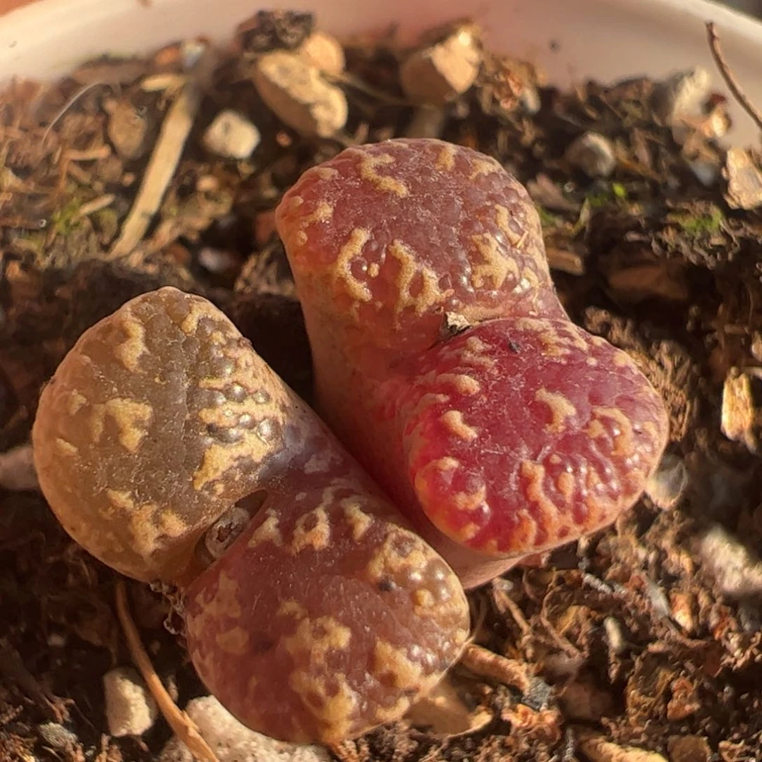 特价紫蝴蝶多肉植物75