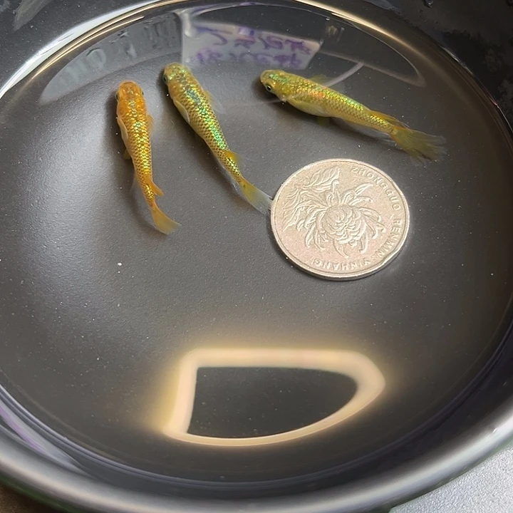 青鳉鱼秘密武器3条32号